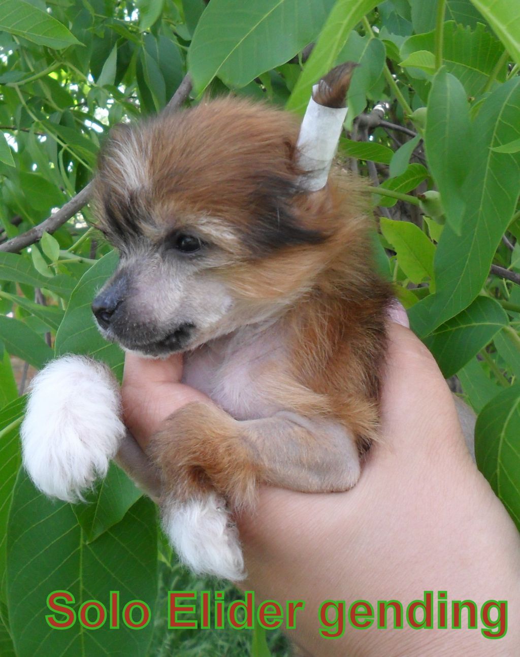 Solo Elider Gending