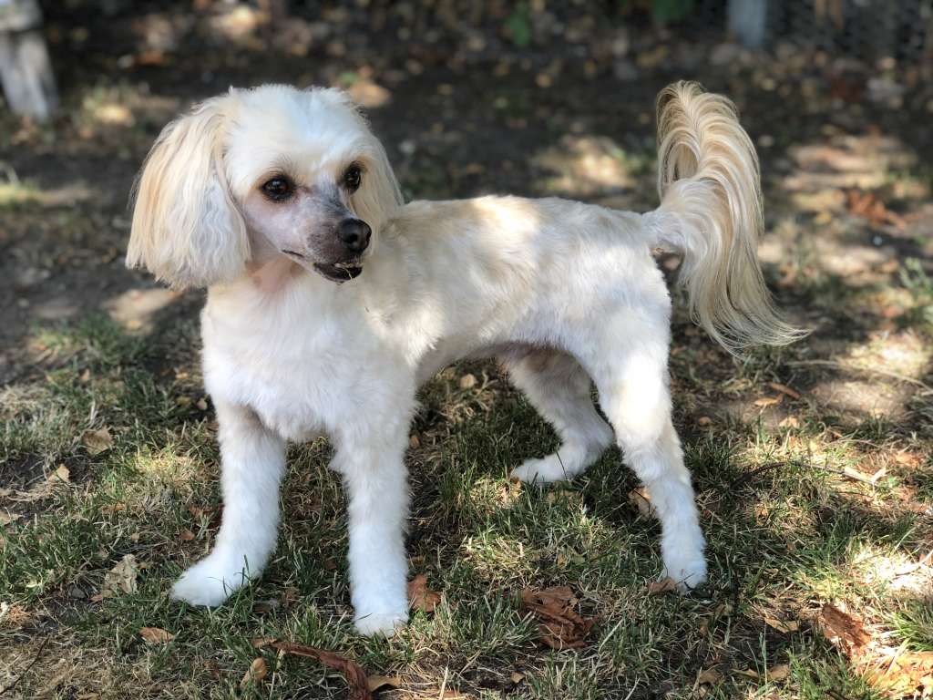 Speechless Antonio Vivaldi