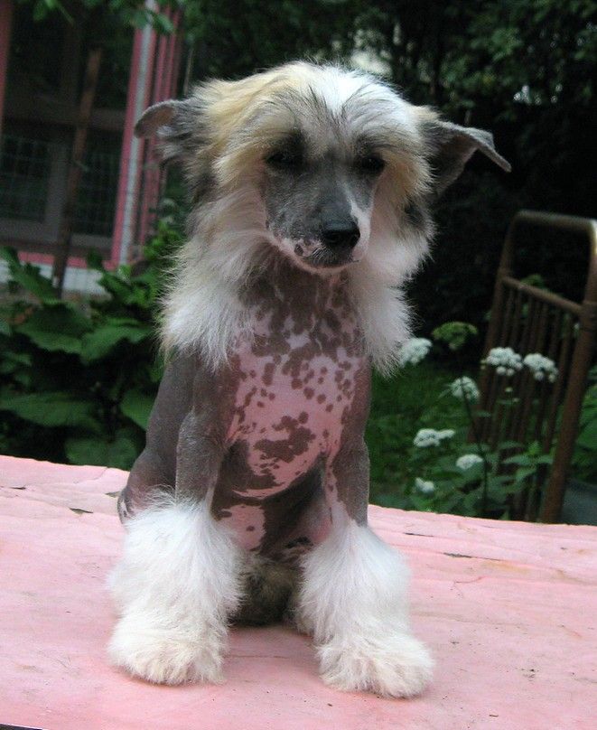 Angel O' Check Znatnaya Nevesta