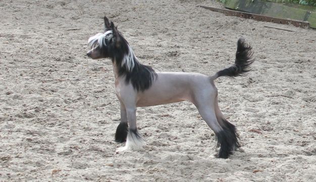 Laila Top Model De Rama