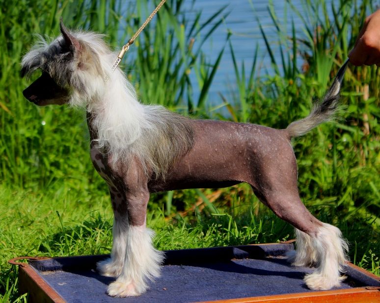 Angel O' Check Zvezda Russii