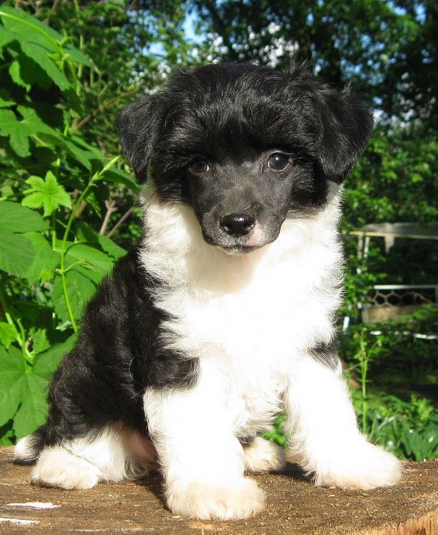 Angel O' Check Zagadka