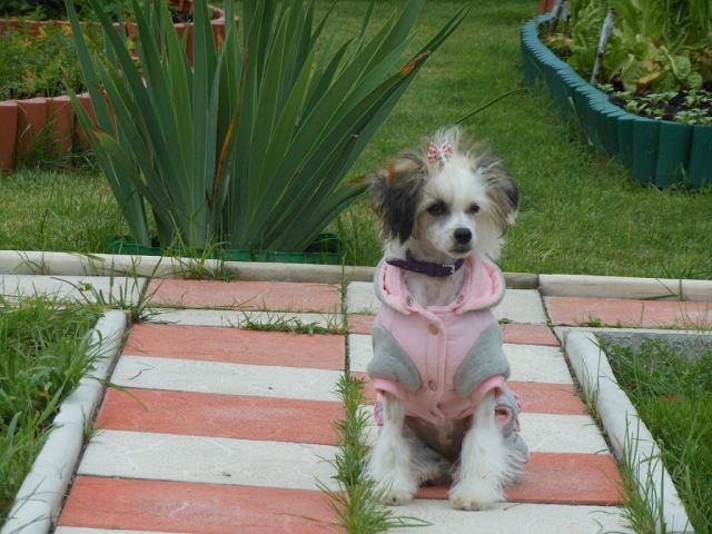 Angel O' Check Intriga.