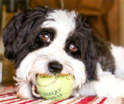 Scherzando Fade to Black