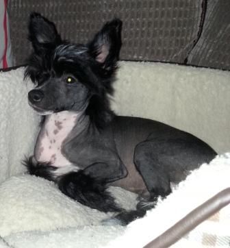 Scherzando Run to Black