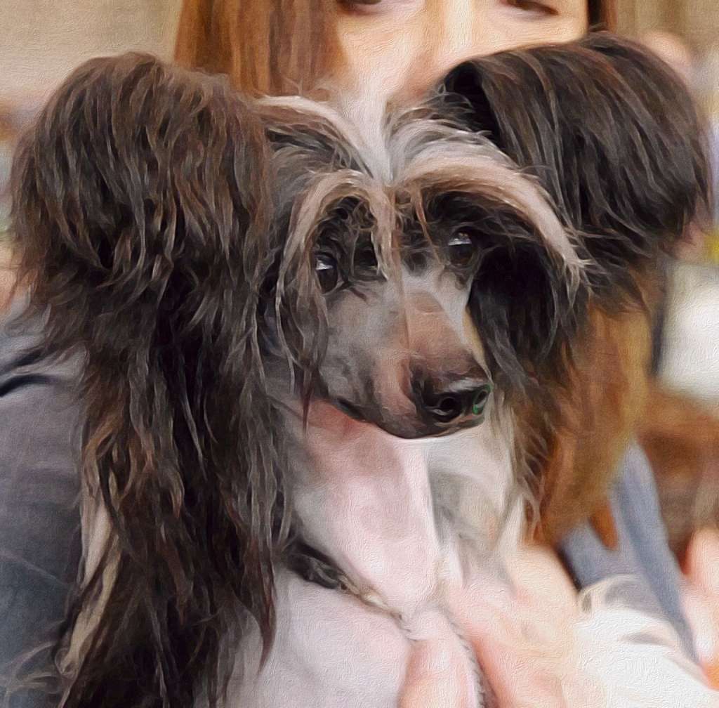 Zucci's Black Lace at Debrita