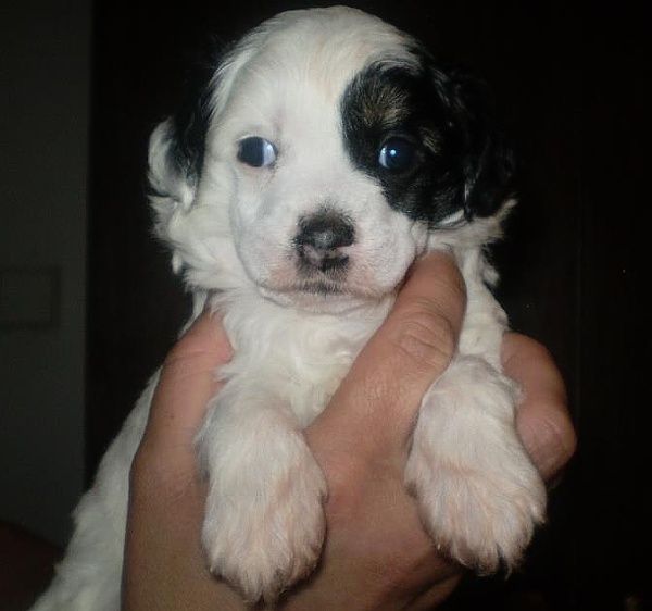 Clementine   Ipsi Grand