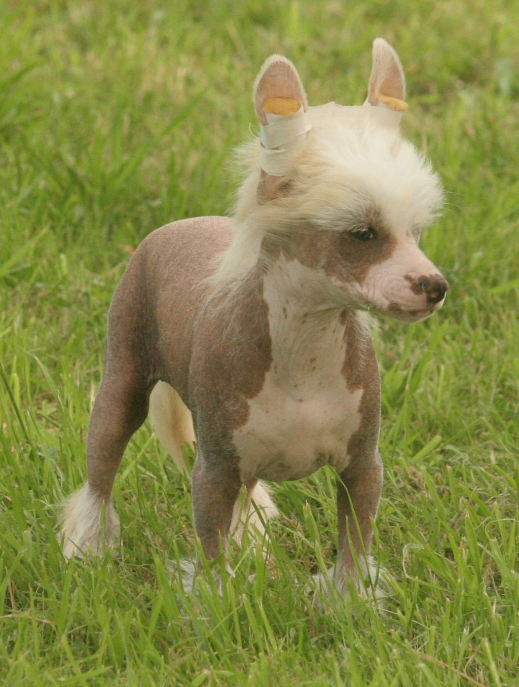 Wild love de Almamasan