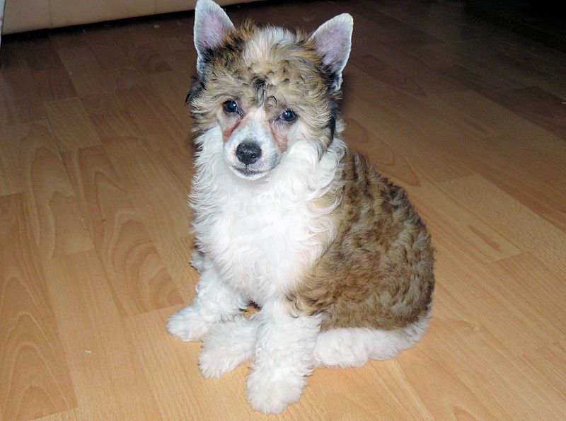 Ibissa (Izia) Nadobnisie i koczkodany