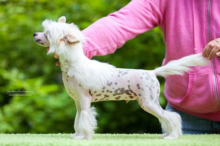 Rolana Family Agent James Bond