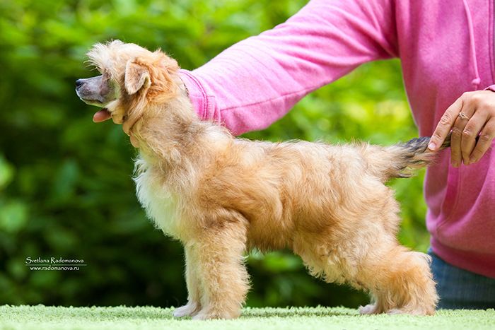 Rolana Family Aristokrat