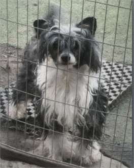 Chinois Hot Property