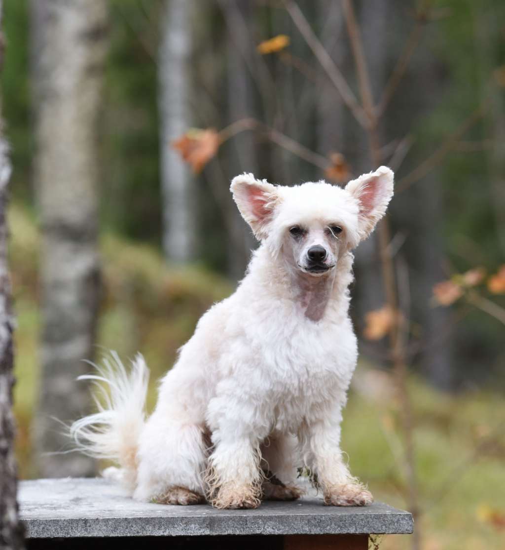 Royalette's Canis Major