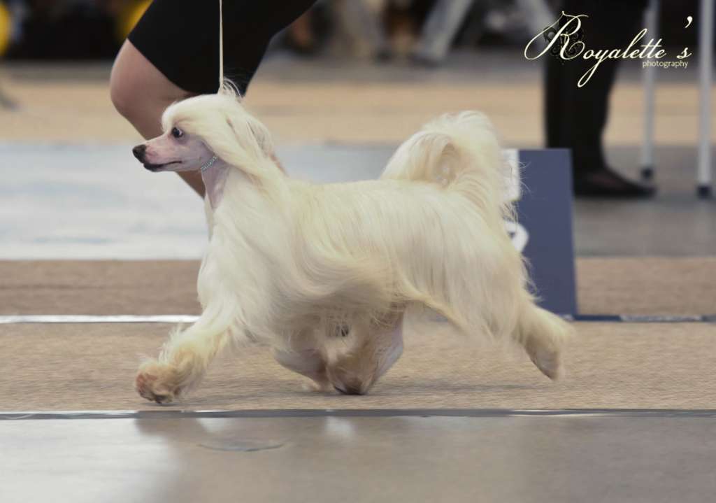 Royalette's Canis Minor