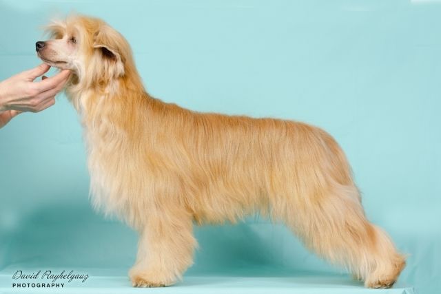 Rolana Family Vintage