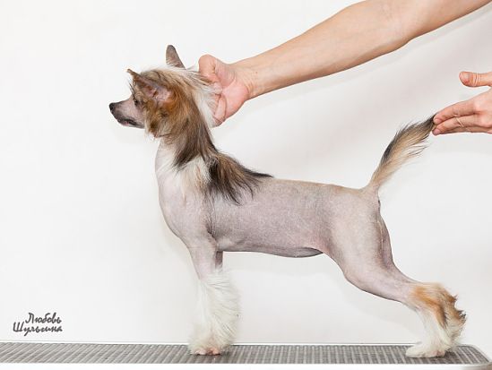 Olegro Katrin Armani Code