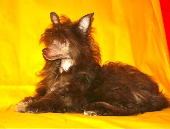 Dream Chocolate Goddess