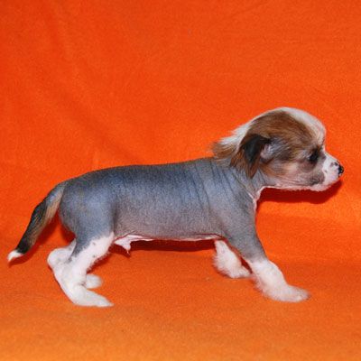 Alvine Band Fire Ball