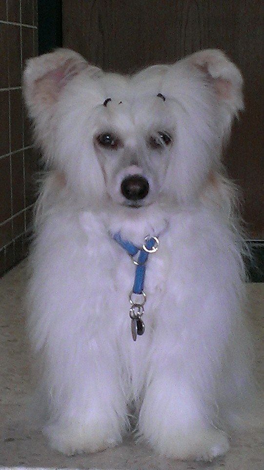 Forseti's Fantasio Cocktail