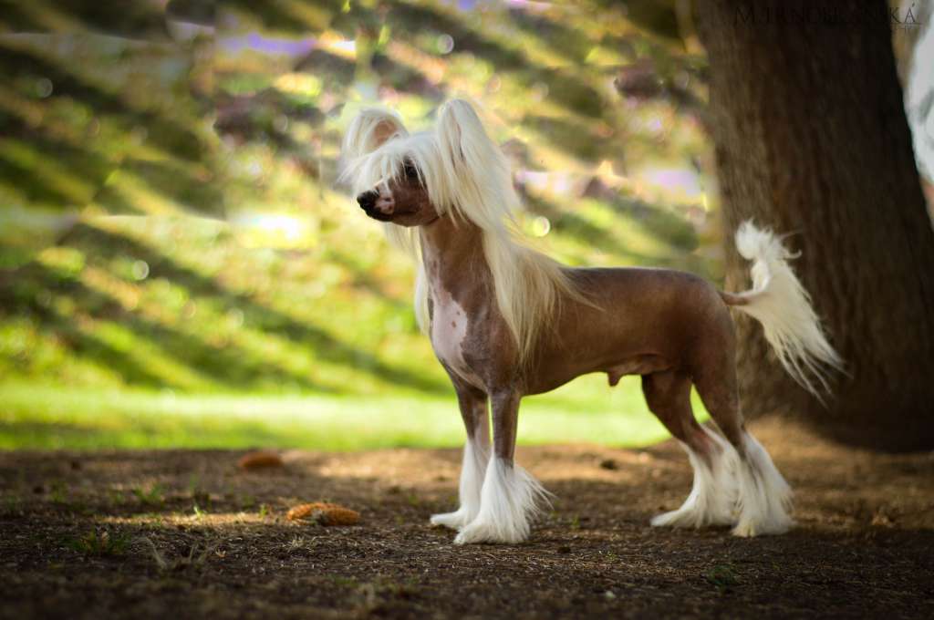 Forseti's Fine'N'Dandy