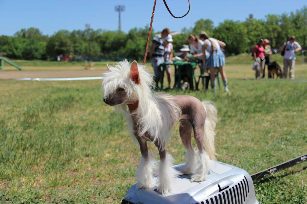 Yamira Sonata Beauti Ist Sharm