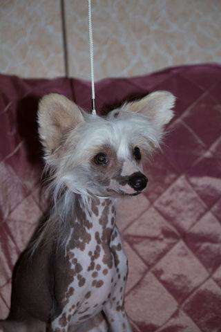 Bella Donna Dneprovskoye Solntse