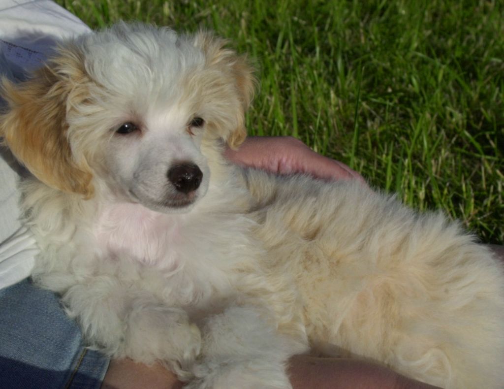 Pappersdrakens Pompelmus Pomelo