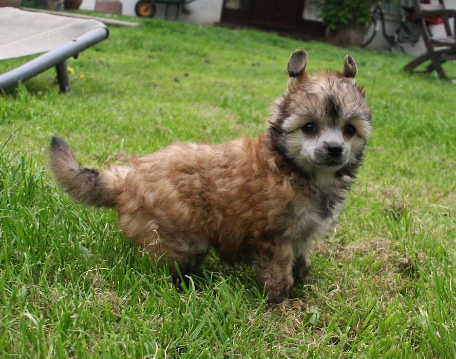 Be My Dog's Faithful Heart