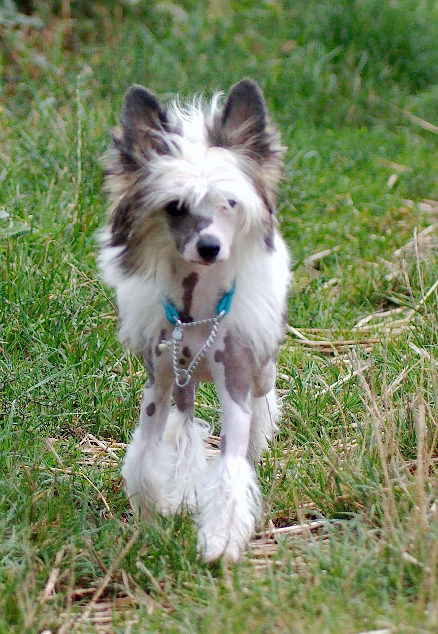 Be My Dog's Genuine Sugar