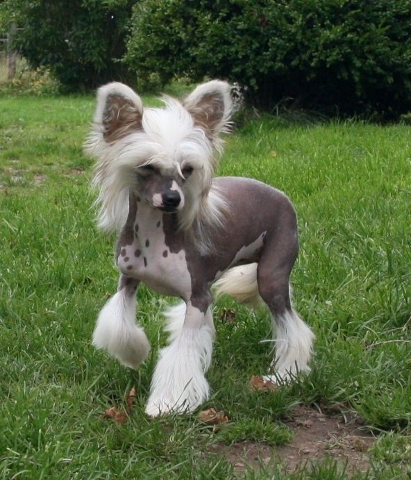 Be My Dog's Goody Two Shoes