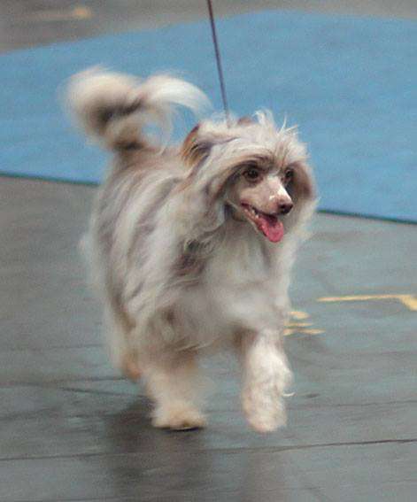 Favourite Joy Cool Buster Brown