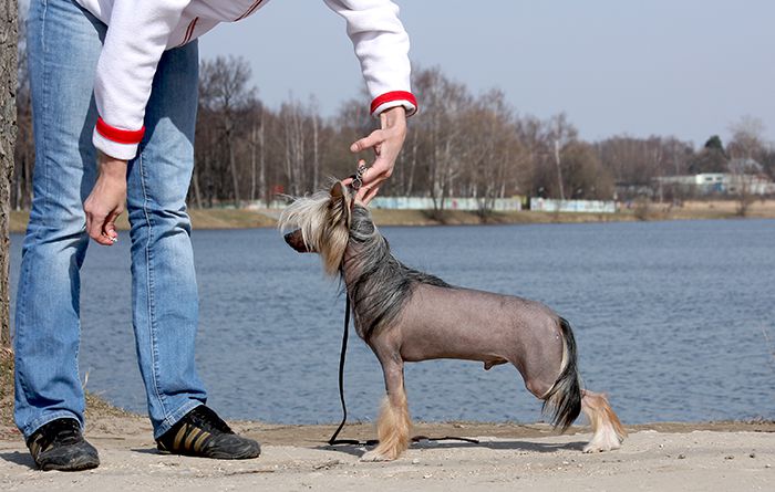 Sasquehanna (FCI) El Dino