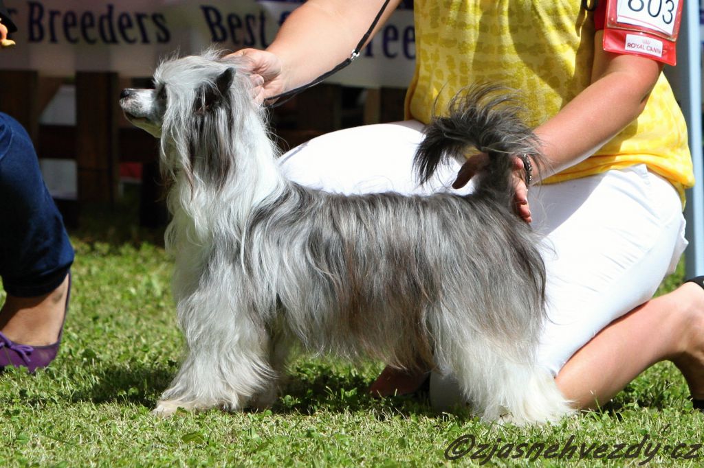 Darling Delfi z Jasne hvezdy