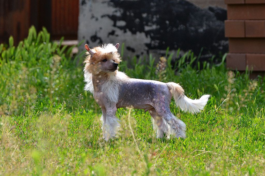 Zlato Dinastii Yuliy Caesar