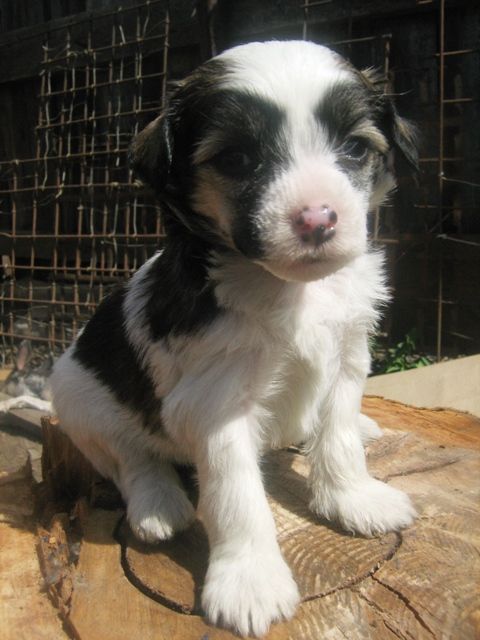 Anfisa Radugnij Cvetok