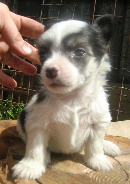 Alisa Radugnij Cvetok