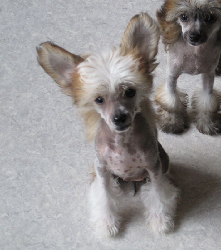 "Pamina"  von den Windpferden