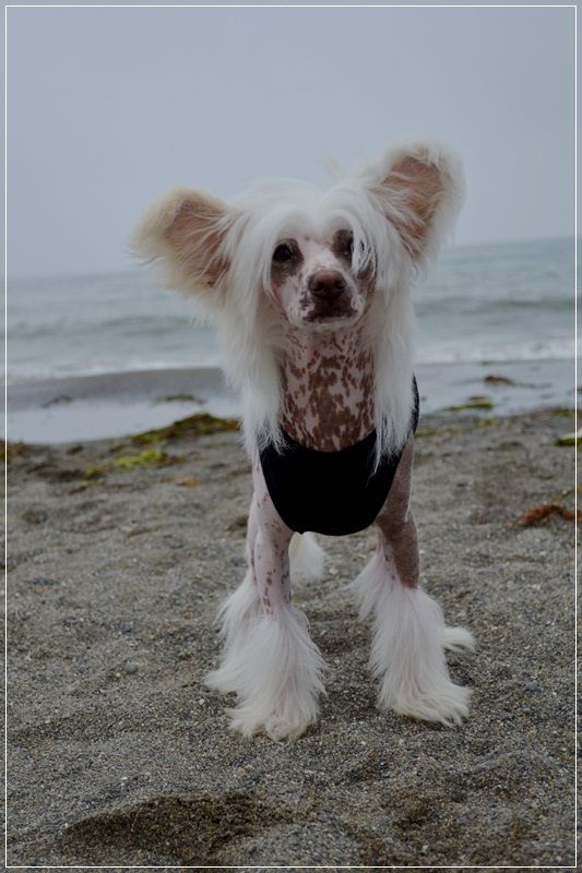 Grand Show Zodiacal Way To Victory