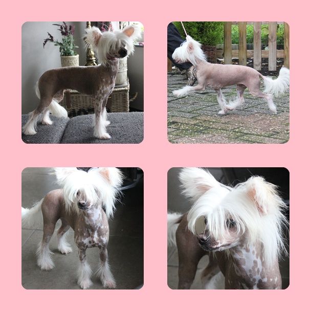 Midajh,s Dream A Sugar Honey Boo Boo