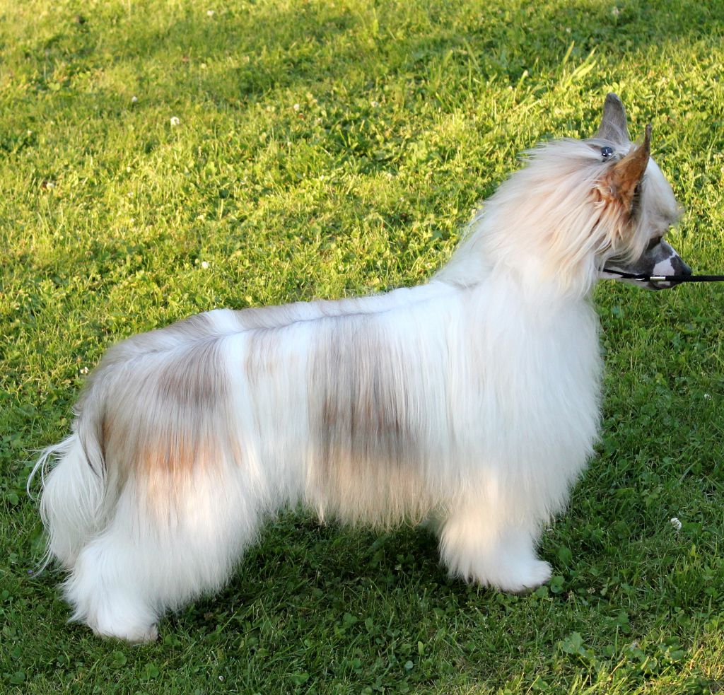 Ch Blendverk's Domino Rise