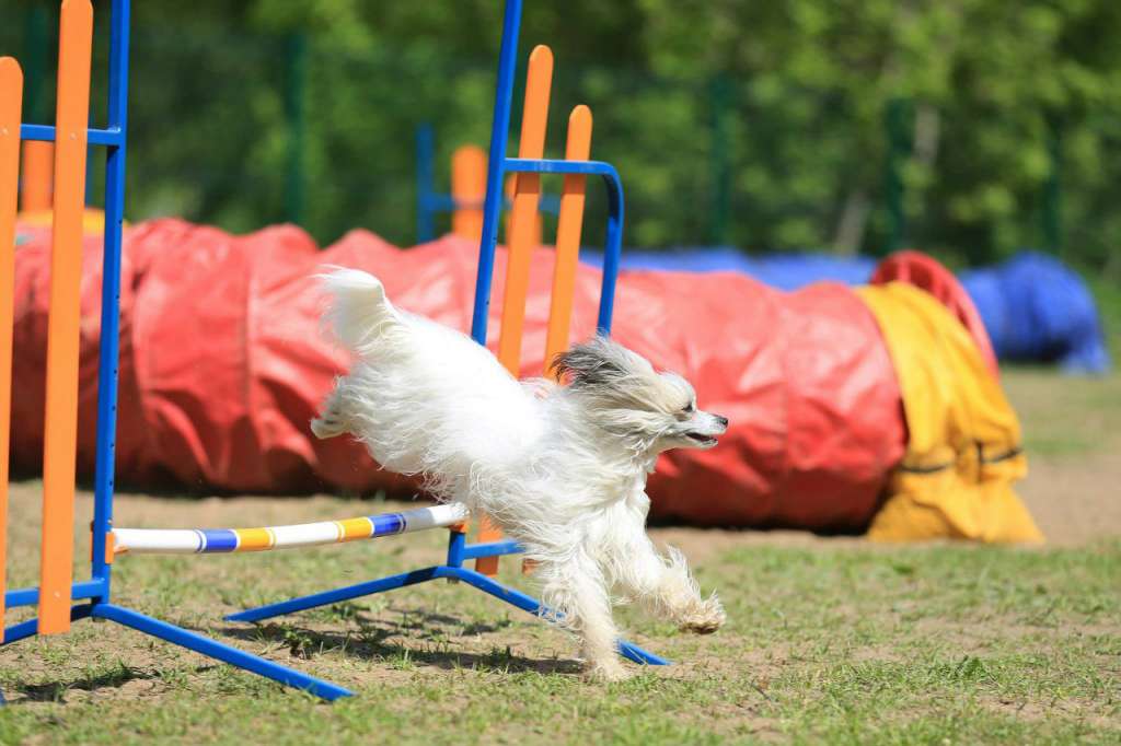 Angel O' Check Egevika.