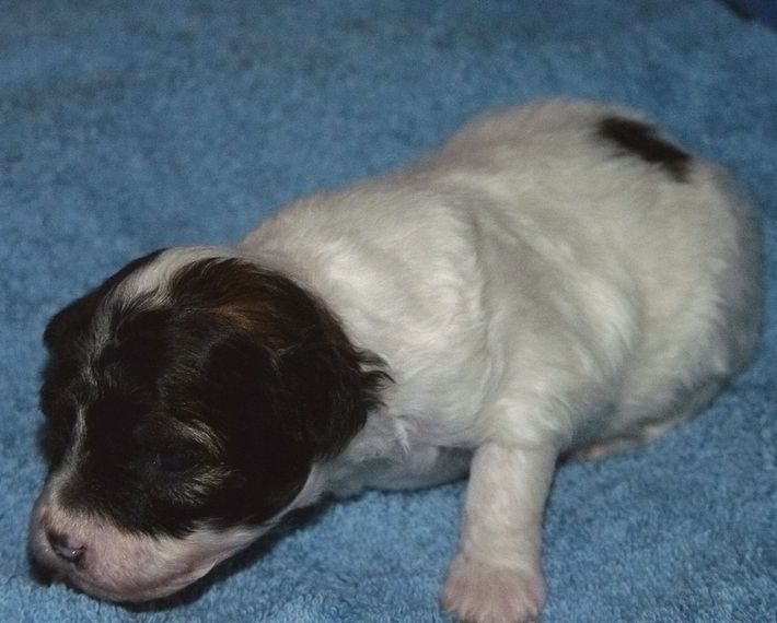 Angel O' Check Enisey.