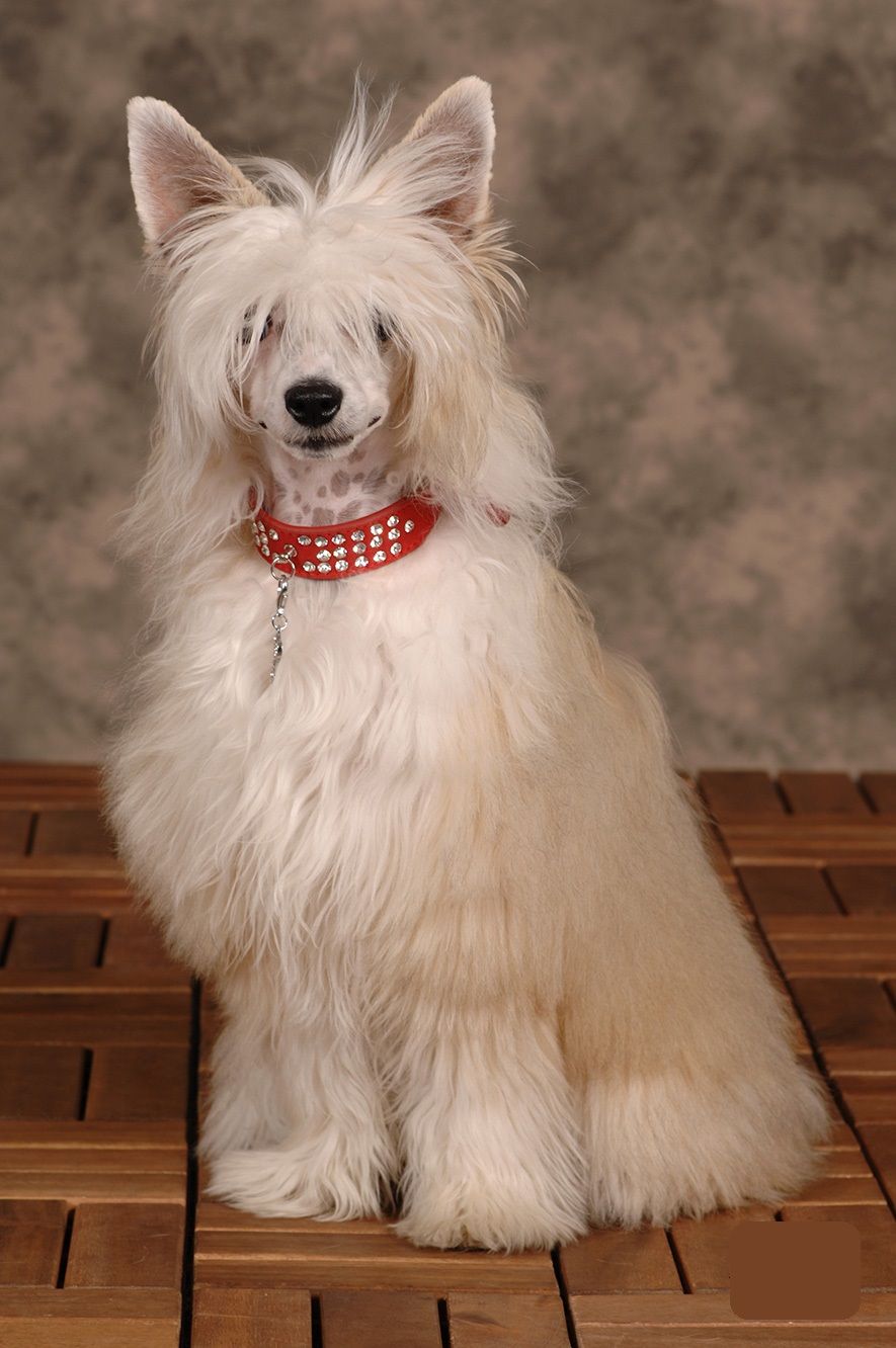 Monza Top Model De Rama