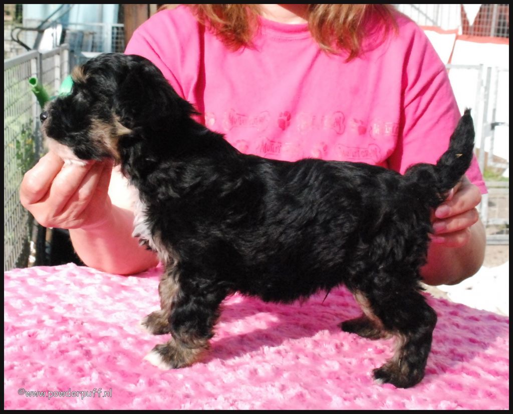 Could It Be Magic of Roxy's Pride