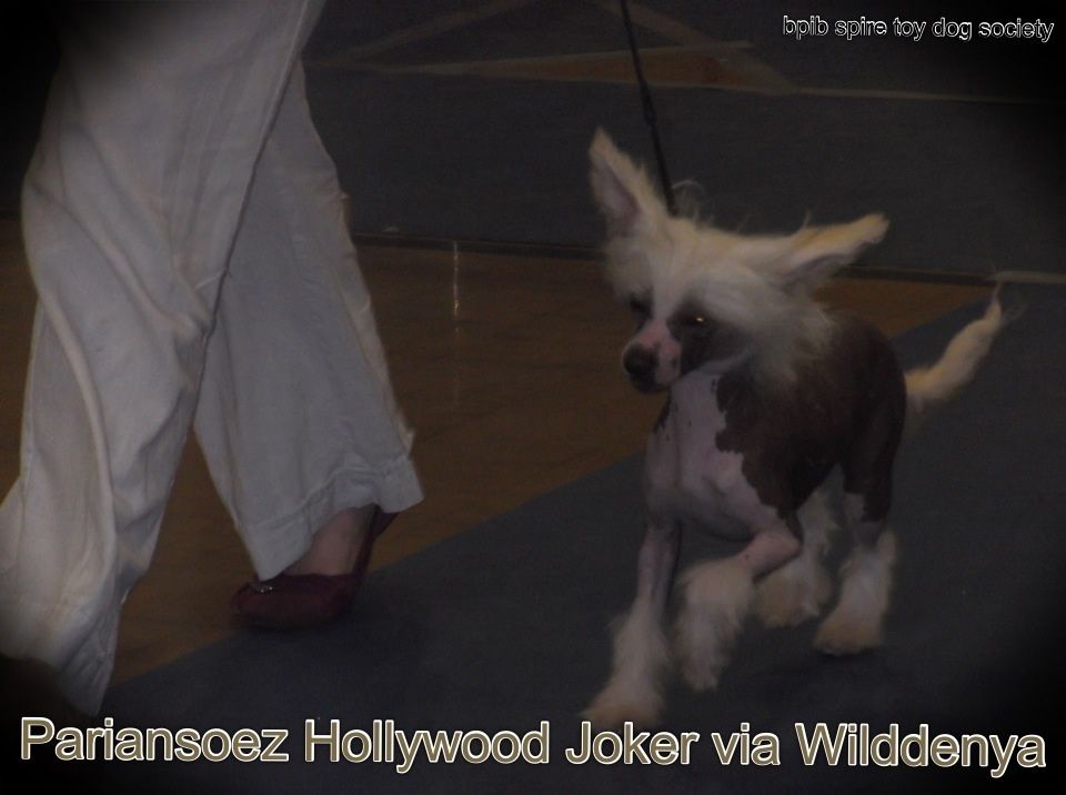Pariansoez Hollywood Joker via WildDenya