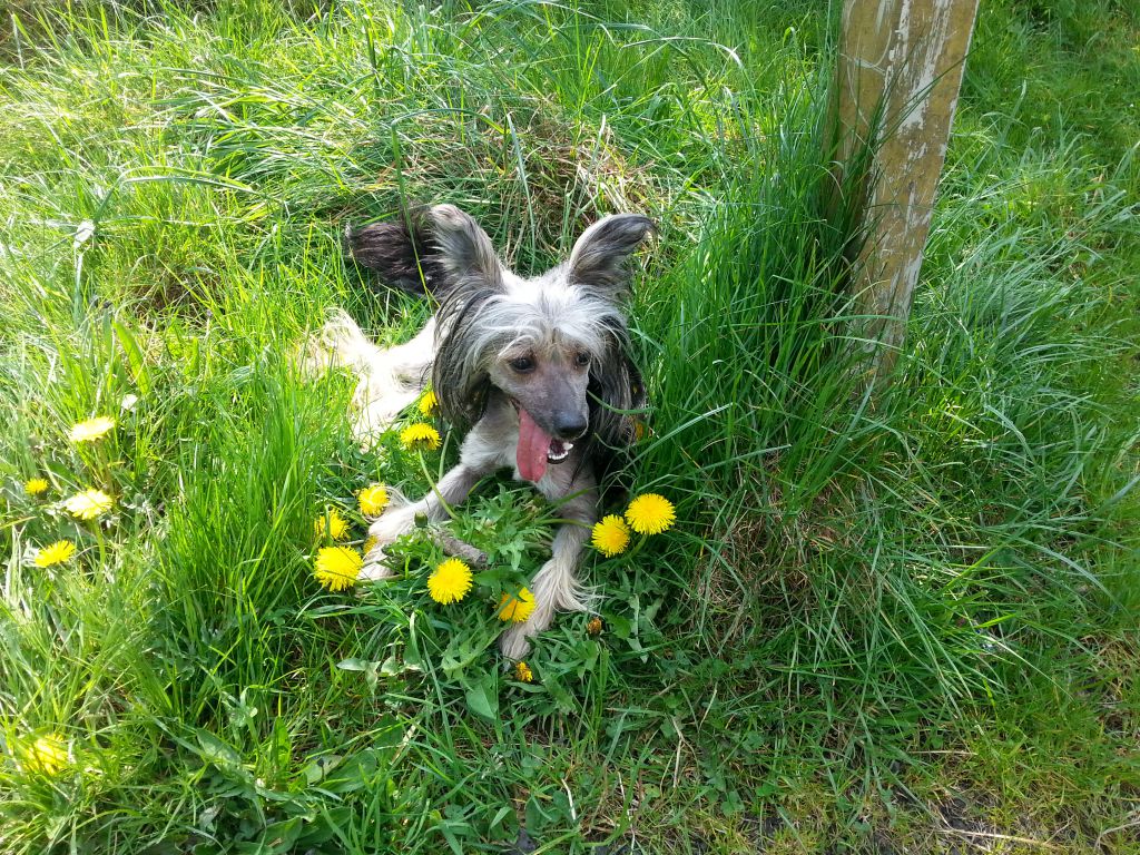 Chupa Chups Szalone Grzywki