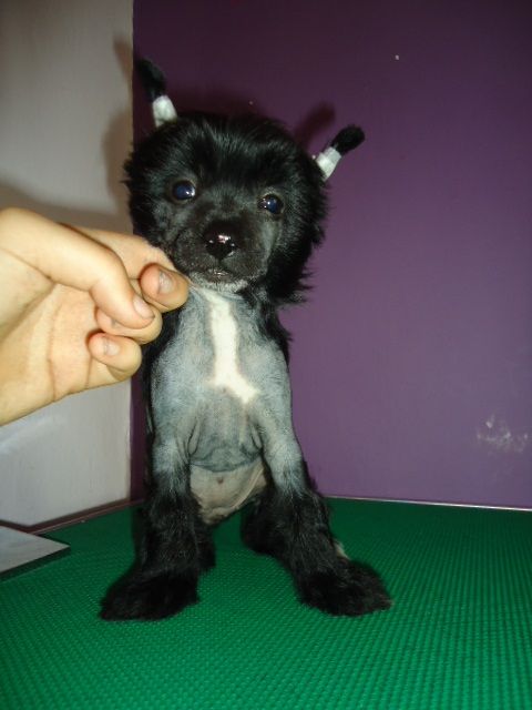 Crazy Surprise Szalone Grzywki