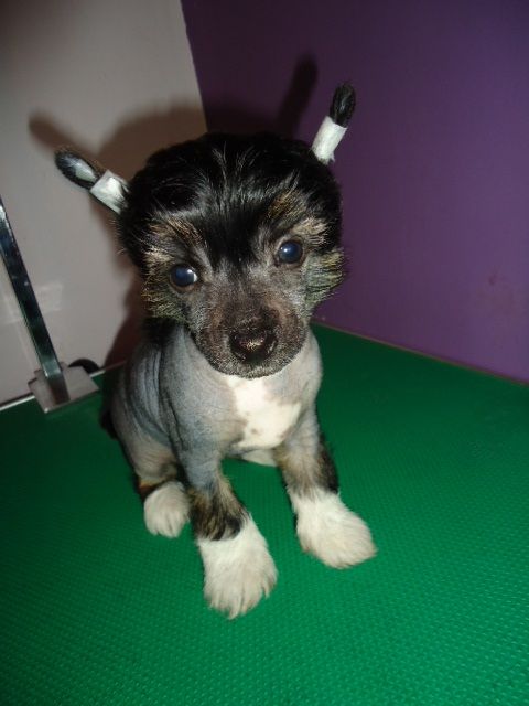 Crazy Luck Szalone Grzywki