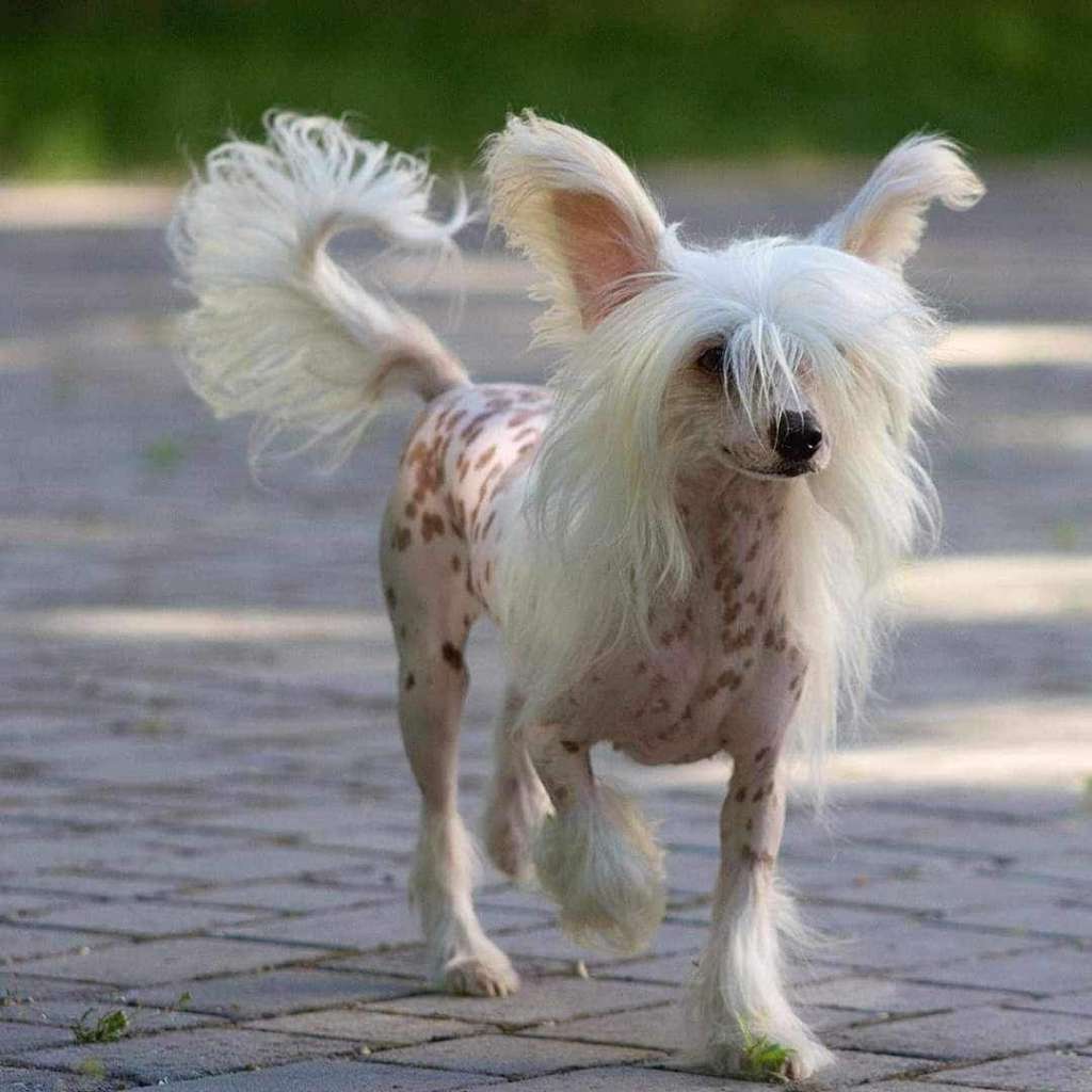 Iriska Bart De Valeri