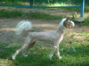 Osya Iz Muziki Vetra